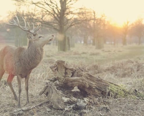 Valorisation PME Tunisie : les décotes que vous ne voyez pas, transmission d'entreprises en Tunisie
